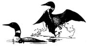 clip art loon
