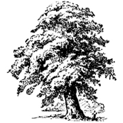 Oak-Tree