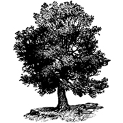 Oak-Tree